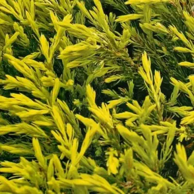 Можжевельник ЛАЙМ ГЛОУ горизонтальный  в Бресте