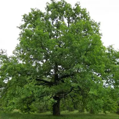 Дуб черешчатый в Бресте