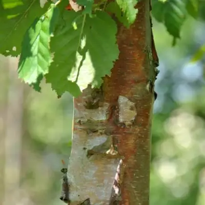 Береза бумажная в Бресте