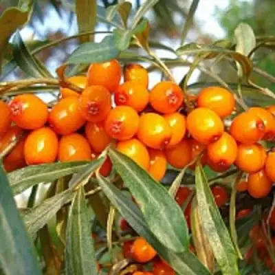 Облепиха БОТАНИЧЕСКАЯ в Бресте