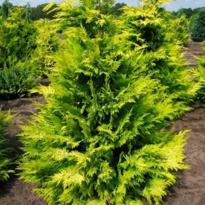 Кипарисовик ГОЛДЕН ВОНДЕР лавсона в Бресте