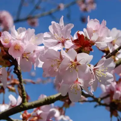 Вишня РАНЧО САРЖЕНТА в Бресте