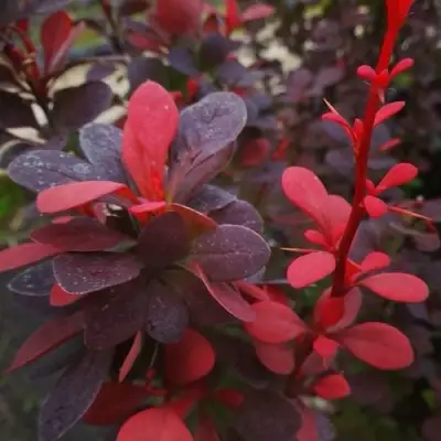 Барбарис РЕД ПИЛЛАР тунберга в Бресте