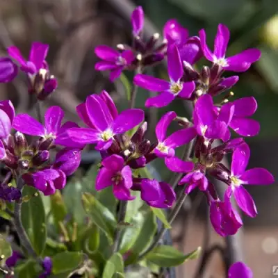 Арабис РОУЗ делайт в Бресте