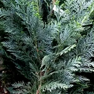 Кипарисовик ДАРТС БЛЮ РИББОН лавсона в Бресте