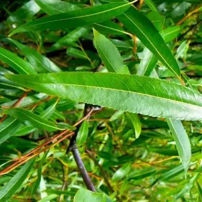 Ива ломкая  в Бресте