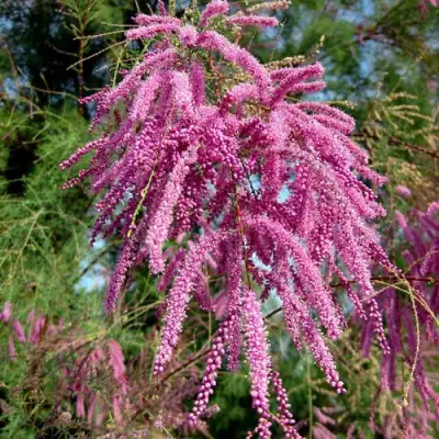 Тамарикс ПИНК КАСКАД в Бресте