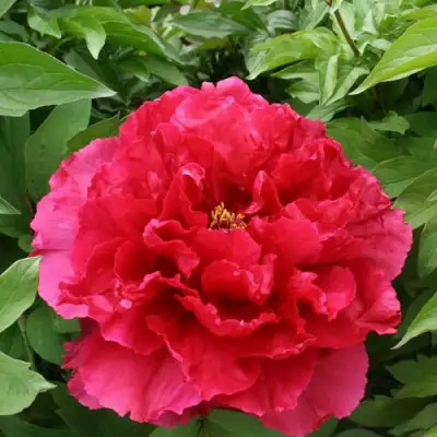 Пион АРОМАТНОЕ ВОСПОМИНАНИЕ древовидный в Бресте