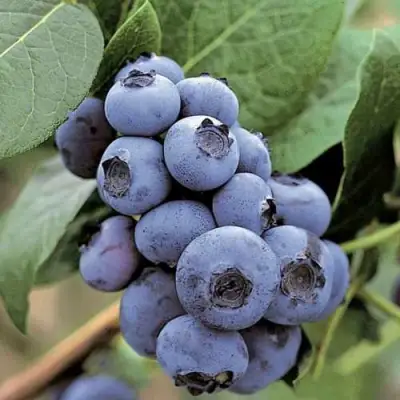 Голубика ПАТРИОТ в Бресте