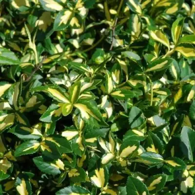 Бересклет САНСПОТ форчуна в Бресте