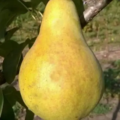 Груша КОНКОРД в Бресте