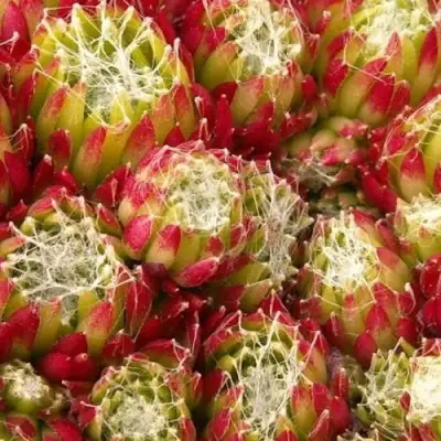 Молодило ХУКЕРА в Бресте