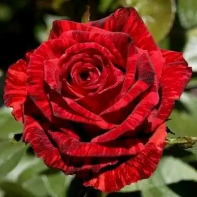 Роза РЕД ИНТУИШН чайно-гибридная в Бресте