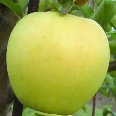 Яблоня ГОЛДЕН ДЕЛИШЕС в Бресте