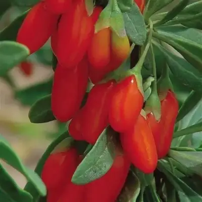 Годжи ВЯЧЕСЛАВ в Бресте