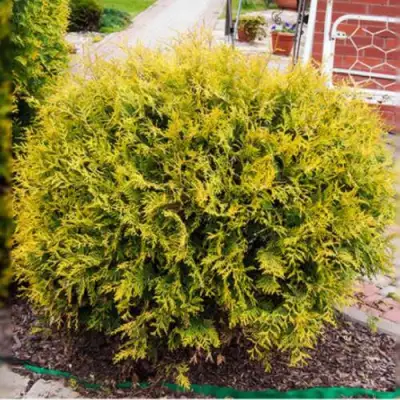 Туя КОЛЛЕРС ГОЛД складчатая в Бресте