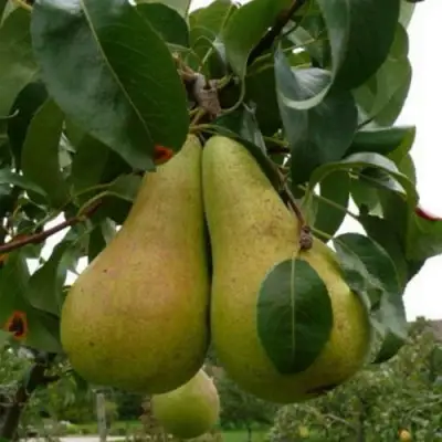 Груша КОНКОРД в Бресте