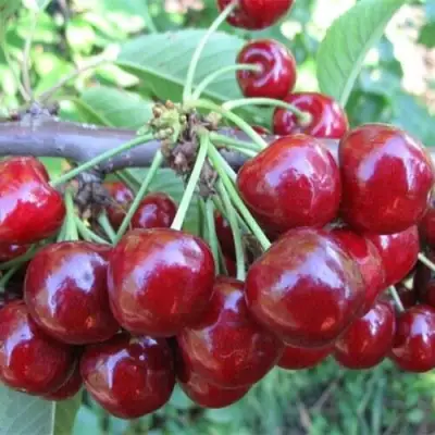 Вишня ДЕСЕРТНАЯ МОРОЗОВОЙ в Бресте