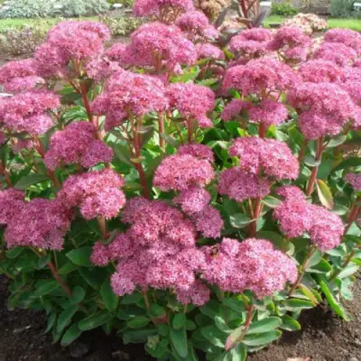 Очиток (седум) КАРЛ видный в Бресте