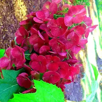 Гортензия АМЕТИСТ дуболистная в Бресте