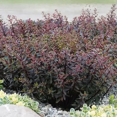 Очиток (седум) САНСПАРКЛЕР ДЖЕЙД ТАФФЕТ в Бресте