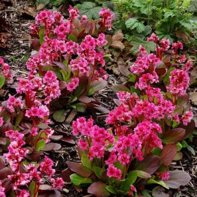 Бадан ФЛИРТ в Бресте