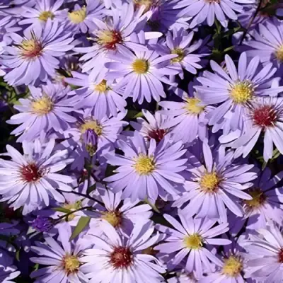 Астра БЛЮ ХЕВЕН сердцелистная в Бресте