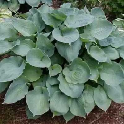 Хоста МУНЛАЙТ СОНАТА гибридная в Бресте