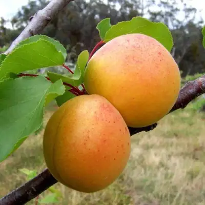 Абрикос ОРЛОВЧАНИН  в Бресте