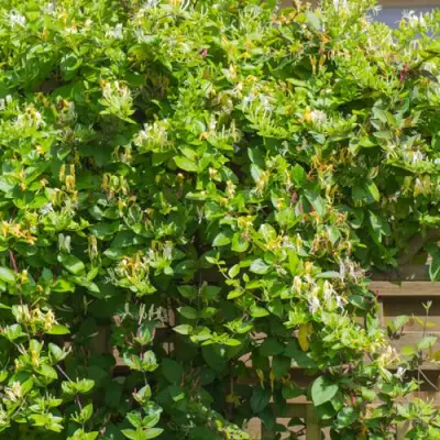 Жимолость ХАЛЛИАНА японская (Хелиана) в Бресте