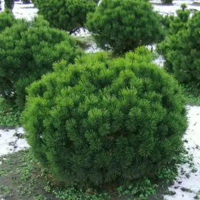 Сосна горная МУГУС в Бресте