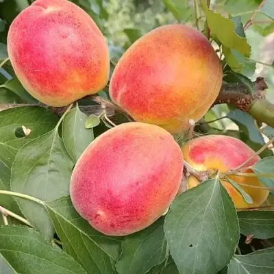 Абрикос ОСОБЕННЫЙ ДЕНИСЮКА в Бресте