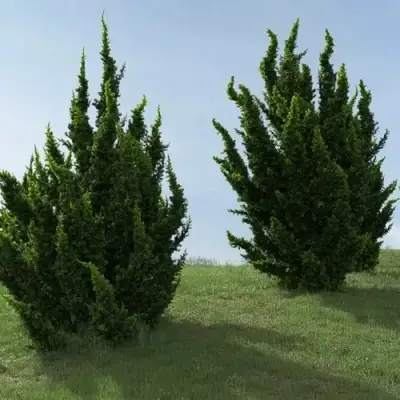 Можжевельник КАЙЗУКА китайский в Бресте