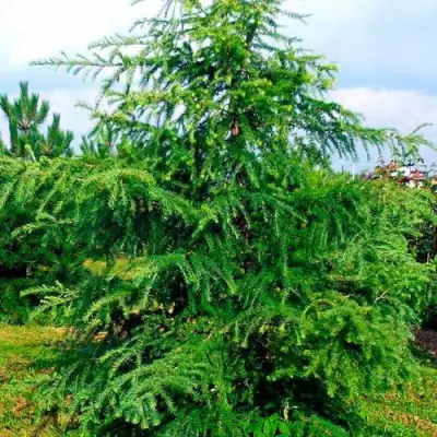 Лиственница европейская в Бресте