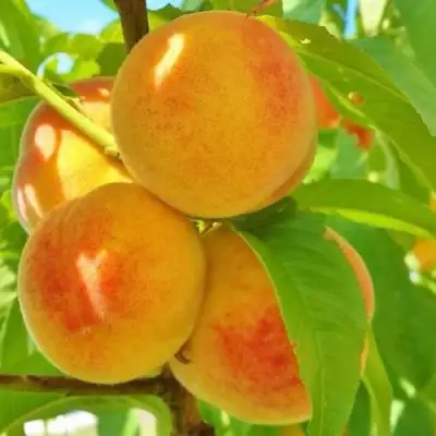 Персик ВЕТЕРАН в Бресте