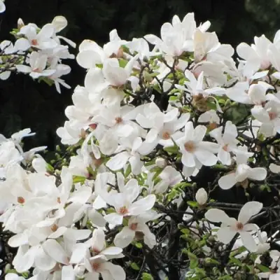 Магнолия КОБУС в Бресте