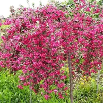 Яблоня КИНГ БЬЮТИ декоративная в Бресте