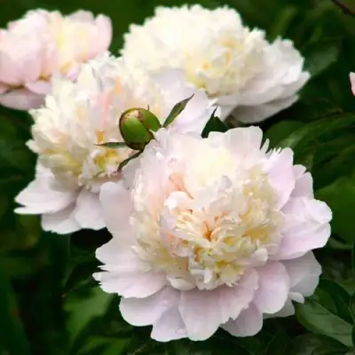 Пион ШИРЛИ ТЕМПЛ травянистый в Бресте