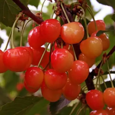 Черешня ФАТЕЖ в Бресте