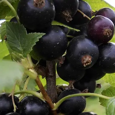 Смородина чёрная НЕСТЕР КОЗИН в Бресте