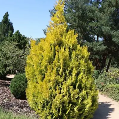 Туя СТОУНХАМ ГОЛД складчатая в Бресте