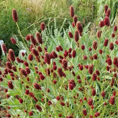 Кровохлебка БИТЛВИНГЗ в Бресте