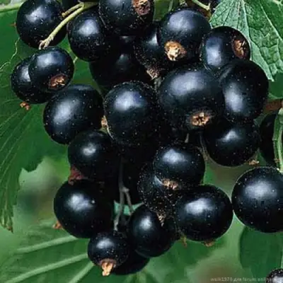 Смородина черная БЕН КОНАН в Бресте