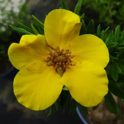 Лапчатка ГОЛДФИНГЕР кустарниковая в Бресте