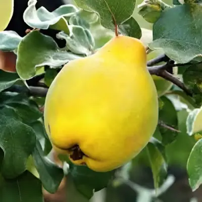 Айва МИР в Бресте