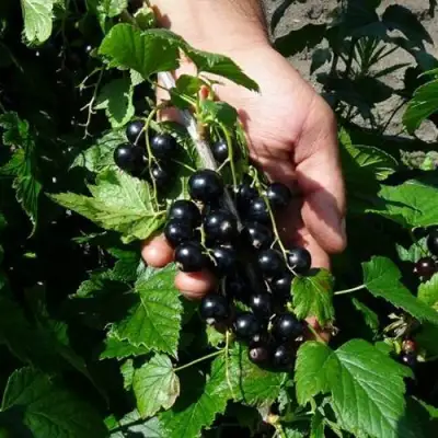 Смородина чёрная СЕЛЕЧЕНСКАЯ в Бресте