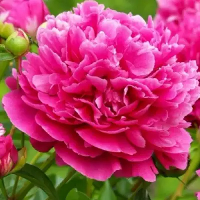 Пион НОЧНЫЕ ГРЕЗЫ древовидный в Бресте