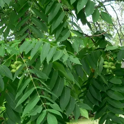 Орех МАНЬЧЖУРСКИЙ в Бресте