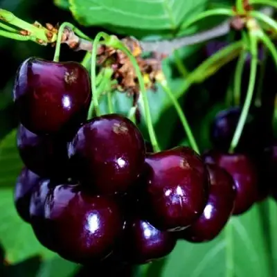 Дюк НОЧКА в Бресте