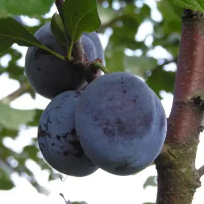 Слива ВЕНГЕРКА БЕЛОРУССКАЯ в Бресте